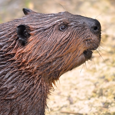 Beaver Meat is red, rich, and delicious. Wild Beaver Meat should be