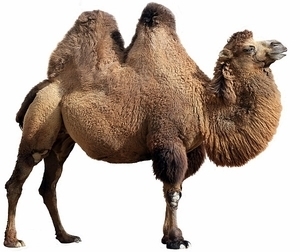 Hydromel Camel – Cabaïa Europe