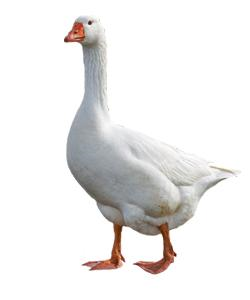 Fresh and Free Range Duck - Order Online in Portland, OR