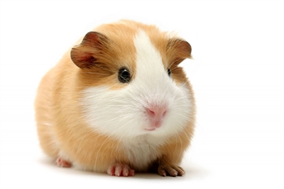 Cuy guinea on sale pig for sale