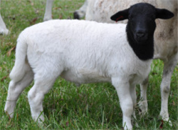 Buy Wholesale Canada Frozen Lamb Or Sheep Tail Fat & Frozen Lamb/sheep Tail  Fat