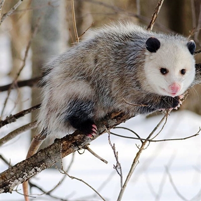 Opossum Meat, Buy Opossum Meat, where can I buy Opossum Meat, Opossum