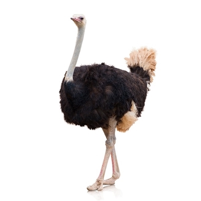 Bulk Ostrich Feathers For Sale in Atlanta