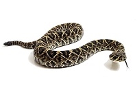 Eastern Diamond Back Rattlesnake, Buy Eastern Diamond Back Rattlesnake ...