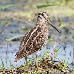 Snipe is rich dark red meats that requires a VERY little cooking. Snipe ...