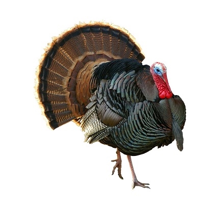 Our Eastern Wild Turkeys are raised the old-world way with the