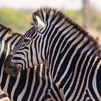 zebra steak